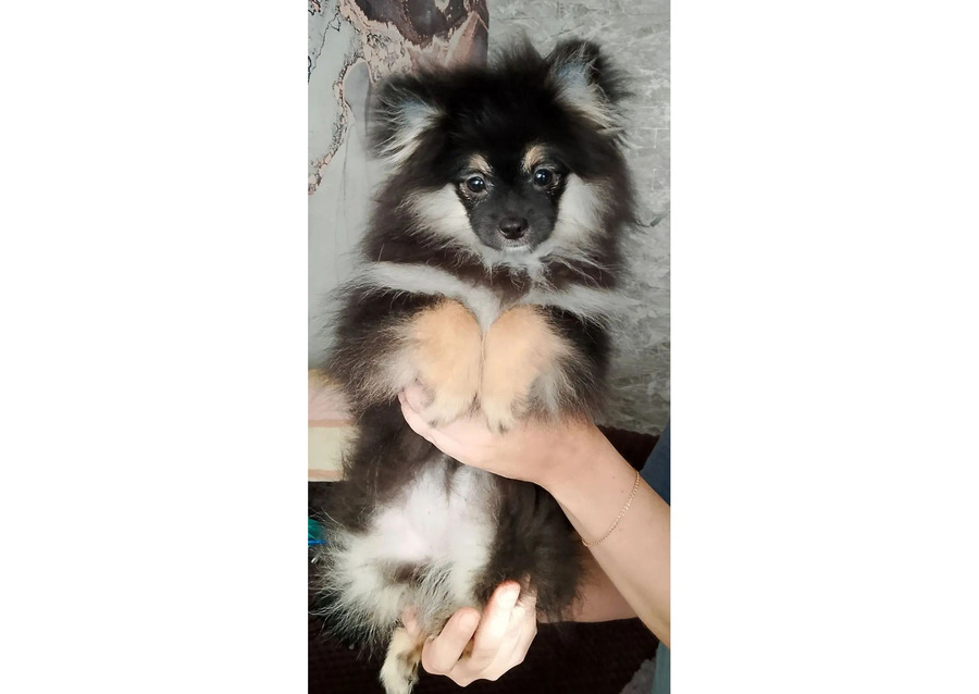 Померанский шпиц